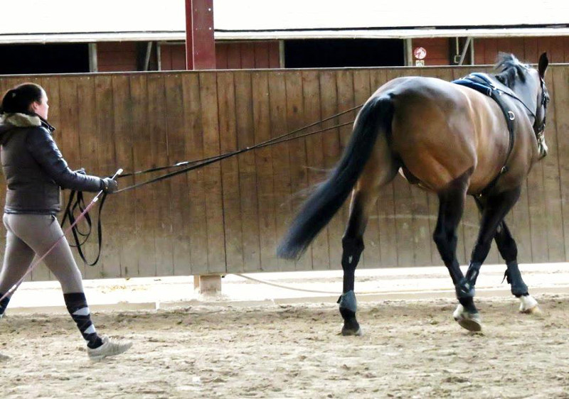 Ecole Equestre Scheidstein Illkirch-Graffenstaden Bas-Rhin travail à pied