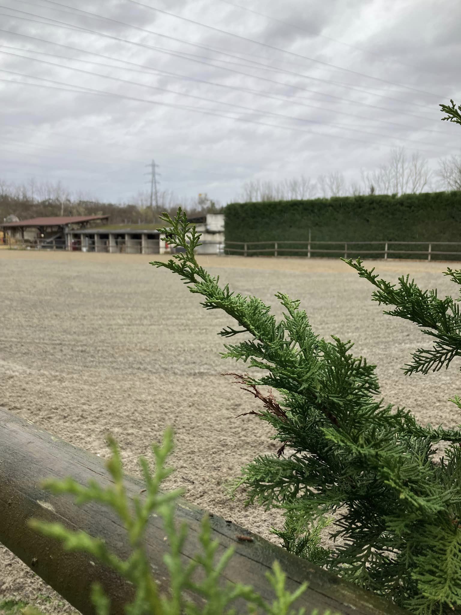 Installations cheval poney enfants ados adolescents adultes école équestre scheidstein centre équestre club STRASBOURG ILLKIRCH ESCHAU PLOBSHEIM GEISPOLSHEIM LINGOLSHEIM