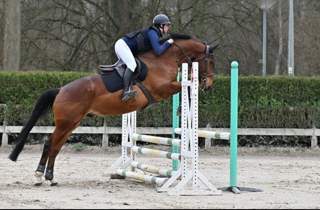 Enseignante Monitrice Camille Boof cheval poney enfants ados adolescents adultes école équestre scheidstein centre équestre club STRASBOURG ILLKIRCH ESCHAU PLOBSHEIM GEISPOLSHEIM LINGOLSHEIM