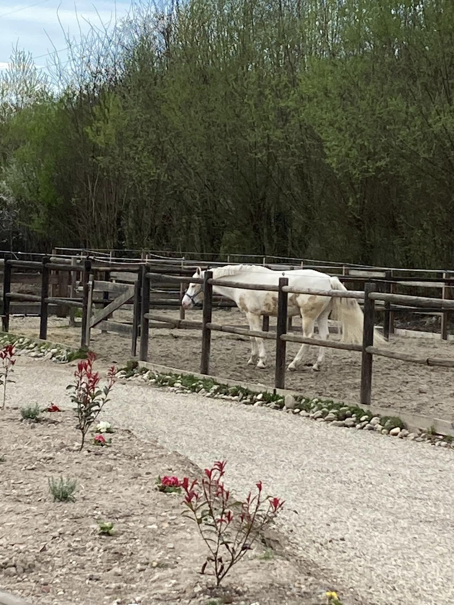 Installations cheval poney enfants ados adolescents adultes école équestre scheidstein centre équestre club STRASBOURG ILLKIRCH ESCHAU PLOBSHEIM GEISPOLSHEIM LINGOLSHEIM
