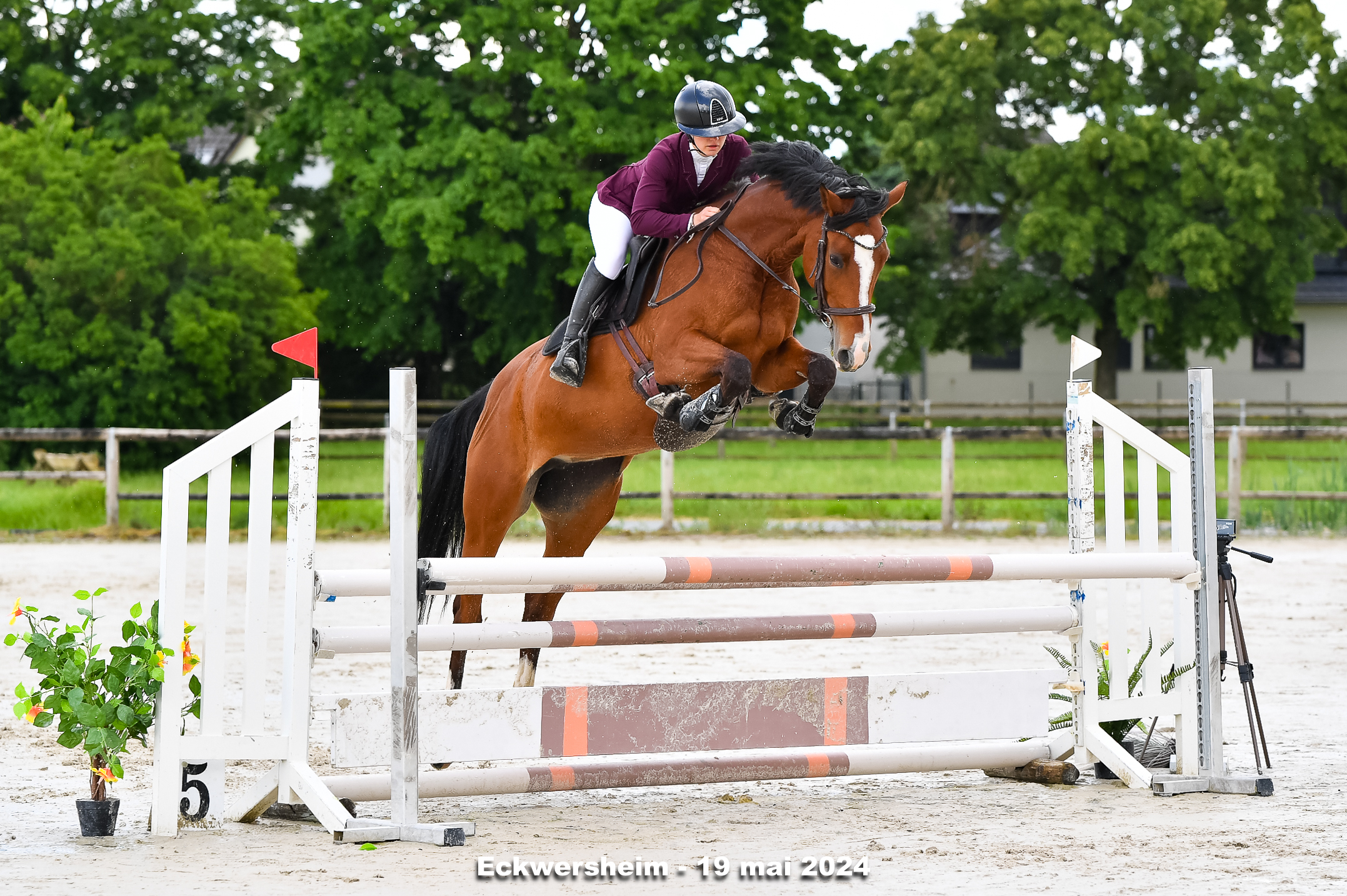 Enseignante Monitrice Inès Linck cheval poney enfants ados adolescents adultes école équestre scheidstein centre équestre club STRASBOURG ILLKIRCH ESCHAU PLOBSHEIM GEISPOLSHEIM LINGOLSHEIM