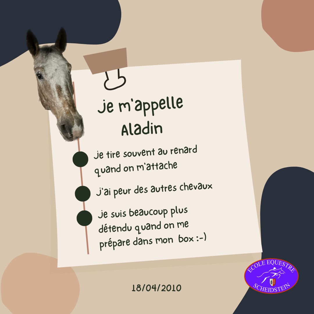 Aladin cavalerie cheval poney enfants ados adolescents adultes école équestre scheidstein centre équestre club STRASBOURG ILLKIRCH ESCHAU PLOBSHEIM GEISPOLSHEIM LINGOLSHEIM