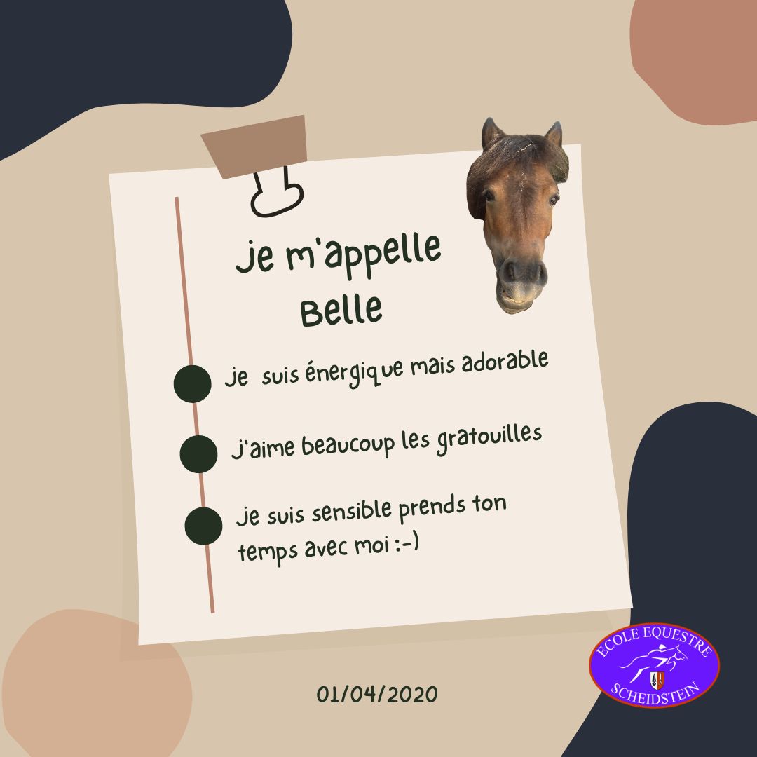 Belle cavalerie cheval poney enfants ados adolescents adultes école équestre scheidstein centre équestre club STRASBOURG ILLKIRCH ESCHAU PLOBSHEIM GEISPOLSHEIM LINGOLSHEIM