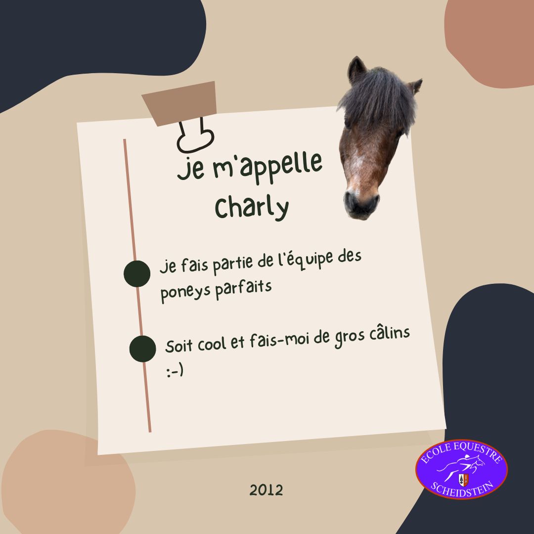 Charly cavalerie cheval poney enfants ados adolescents adultes école équestre scheidstein centre équestre club STRASBOURG ILLKIRCH ESCHAU PLOBSHEIM GEISPOLSHEIM LINGOLSHEIM
