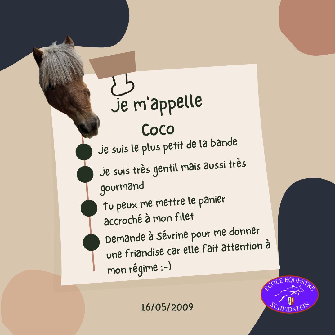 Coco cavalerie cheval poney enfants ados adolescents adultes école équestre scheidstein centre équestre club STRASBOURG ILLKIRCH ESCHAU PLOBSHEIM GEISPOLSHEIM LINGOLSHEIM