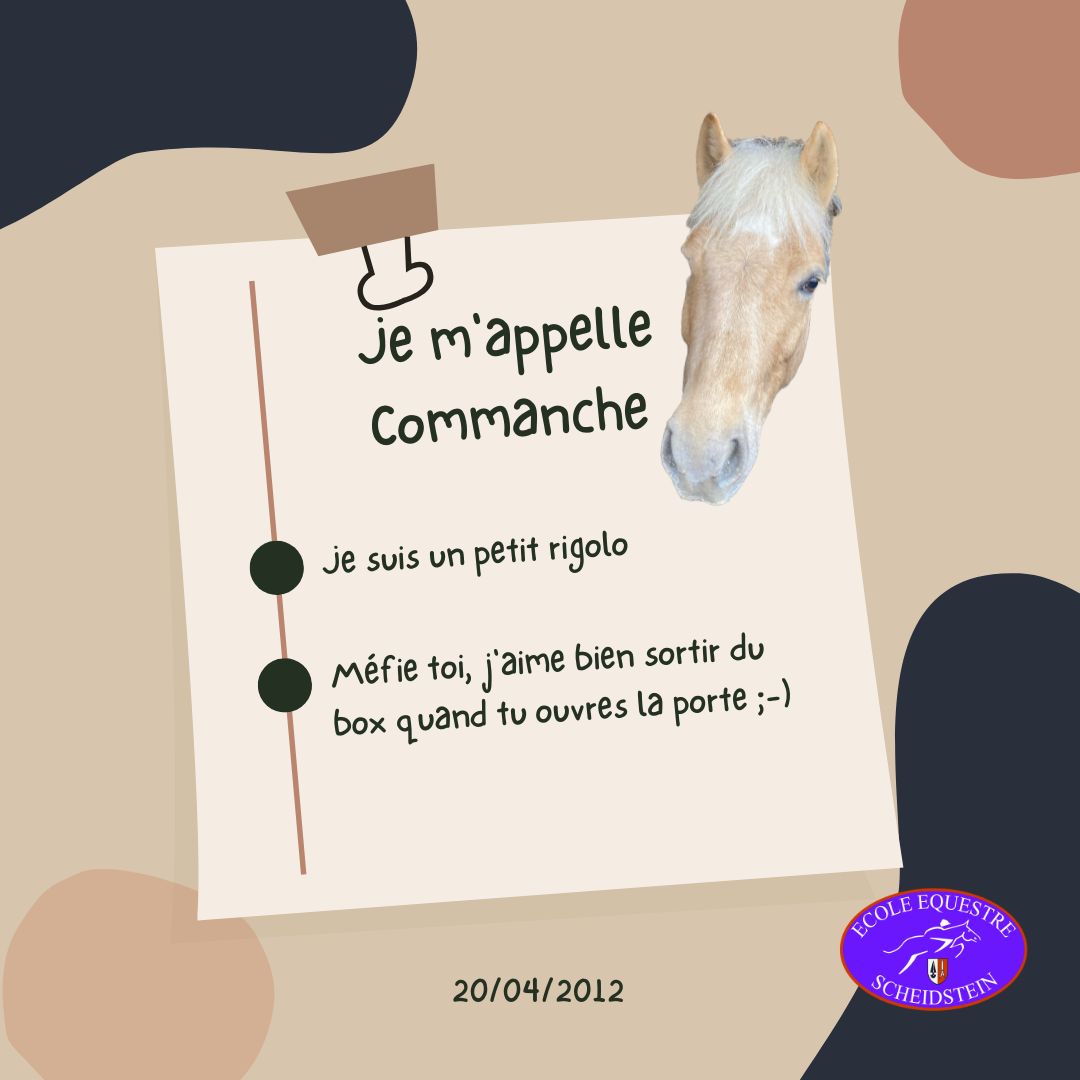 Commanche cavalerie cheval poney enfants ados adolescents adultes école équestre scheidstein centre équestre club STRASBOURG ILLKIRCH ESCHAU PLOBSHEIM GEISPOLSHEIM LINGOLSHEIM
