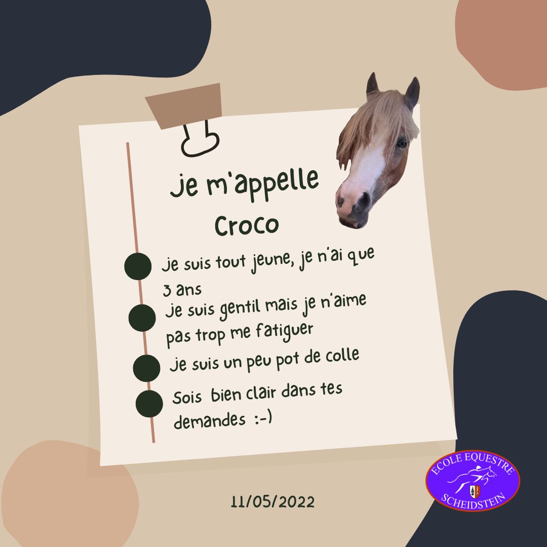Croco cavalerie cheval poney enfants ados adolescents adultes école équestre scheidstein centre équestre club STRASBOURG ILLKIRCH ESCHAU PLOBSHEIM GEISPOLSHEIM LINGOLSHEIM