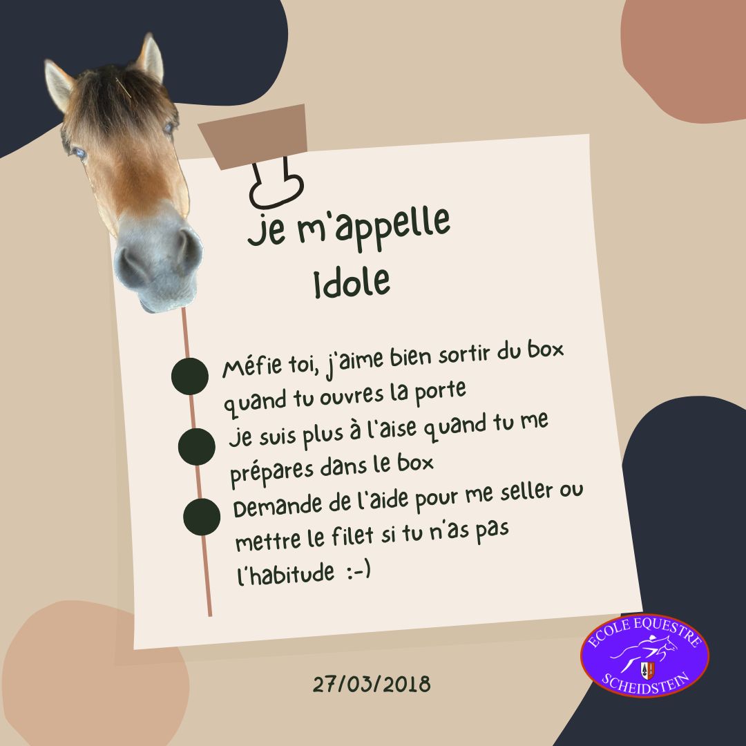 Idole cavalerie cheval poney enfants ados adolescents adultes école équestre scheidstein centre équestre club STRASBOURG ILLKIRCH ESCHAU PLOBSHEIM GEISPOLSHEIM LINGOLSHEIM