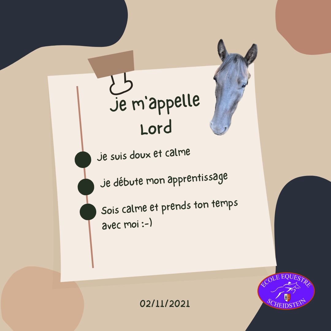 Lord cavalerie cheval poney enfants ados adolescents adultes école équestre scheidstein centre équestre club STRASBOURG ILLKIRCH ESCHAU PLOBSHEIM GEISPOLSHEIM LINGOLSHEIM