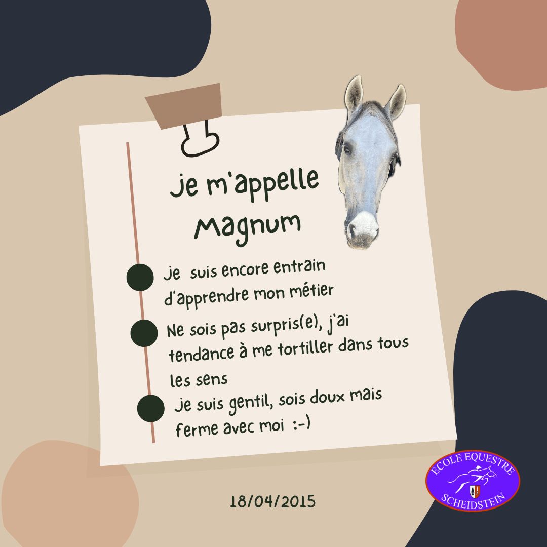 Magnum cavalerie cheval poney enfants ados adolescents adultes école équestre scheidstein centre équestre club STRASBOURG ILLKIRCH ESCHAU PLOBSHEIM GEISPOLSHEIM LINGOLSHEIM