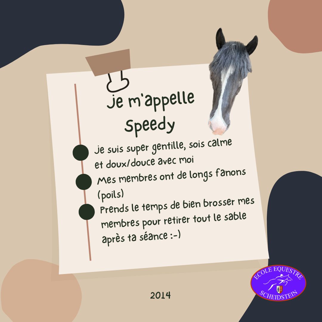 Speedy cavalerie cheval poney enfants ados adolescents adultes école équestre scheidstein centre équestre club STRASBOURG ILLKIRCH ESCHAU PLOBSHEIM GEISPOLSHEIM LINGOLSHEIM