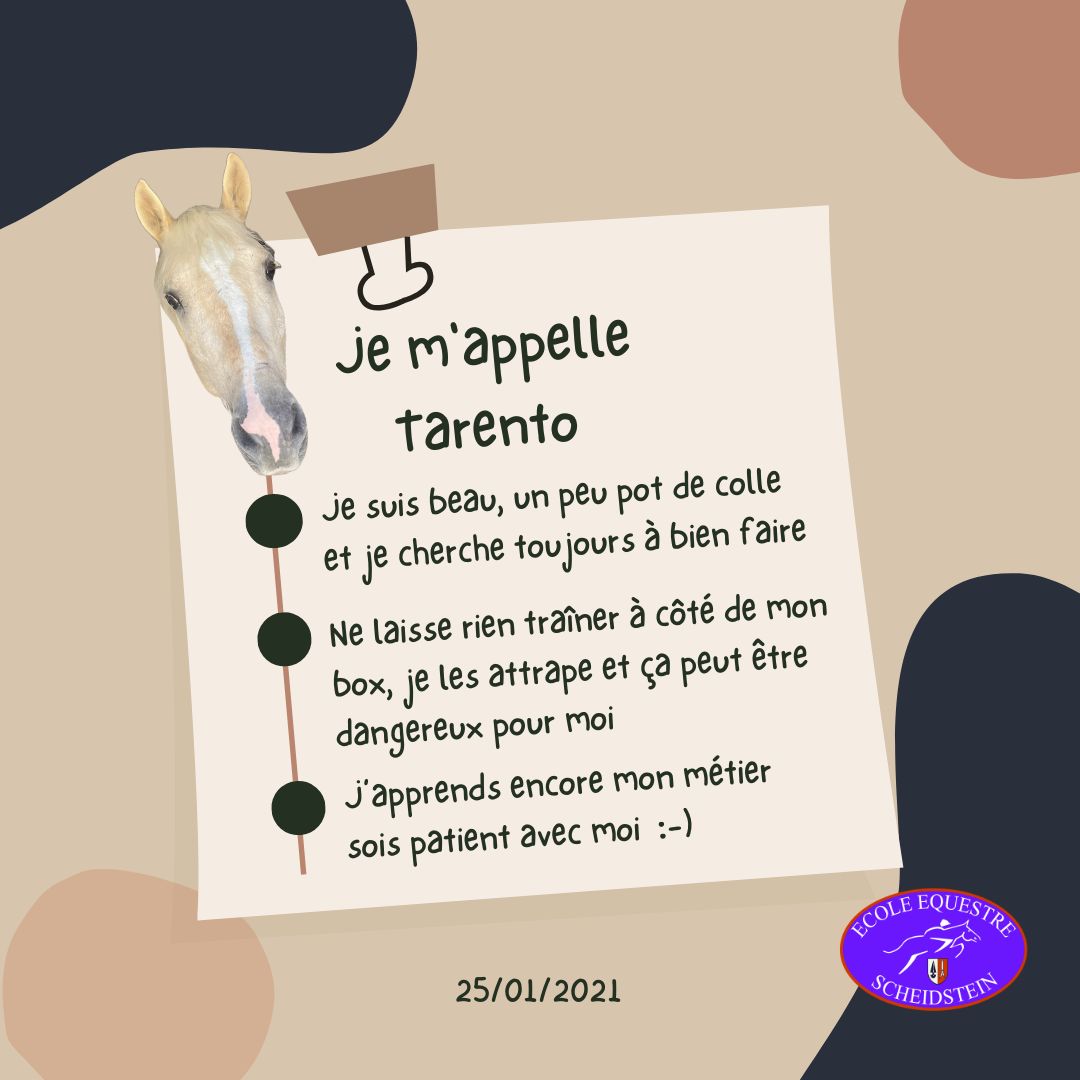Tarento cavalerie cheval poney enfants ados adolescents adultes école équestre scheidstein centre équestre club STRASBOURG ILLKIRCH ESCHAU PLOBSHEIM GEISPOLSHEIM LINGOLSHEIM