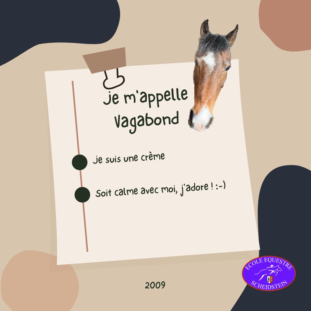 Vagabond cavalerie cheval poney enfants ados adolescents adultes école équestre scheidstein centre équestre club STRASBOURG ILLKIRCH ESCHAU PLOBSHEIM GEISPOLSHEIM LINGOLSHEIM
