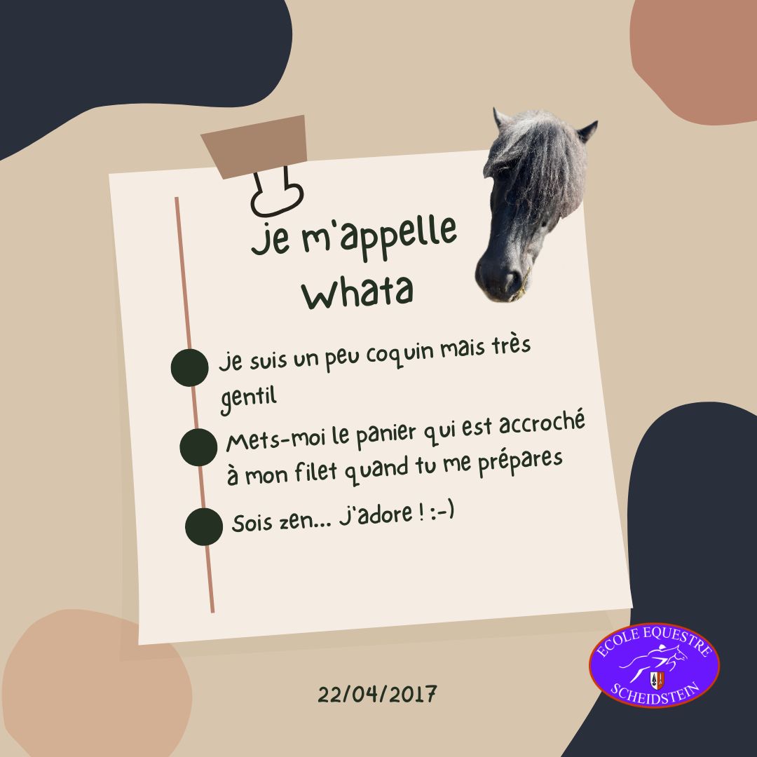 Whata cavalerie cheval poney enfants ados adolescents adultes école équestre scheidstein centre équestre club STRASBOURG ILLKIRCH ESCHAU PLOBSHEIM GEISPOLSHEIM LINGOLSHEIM