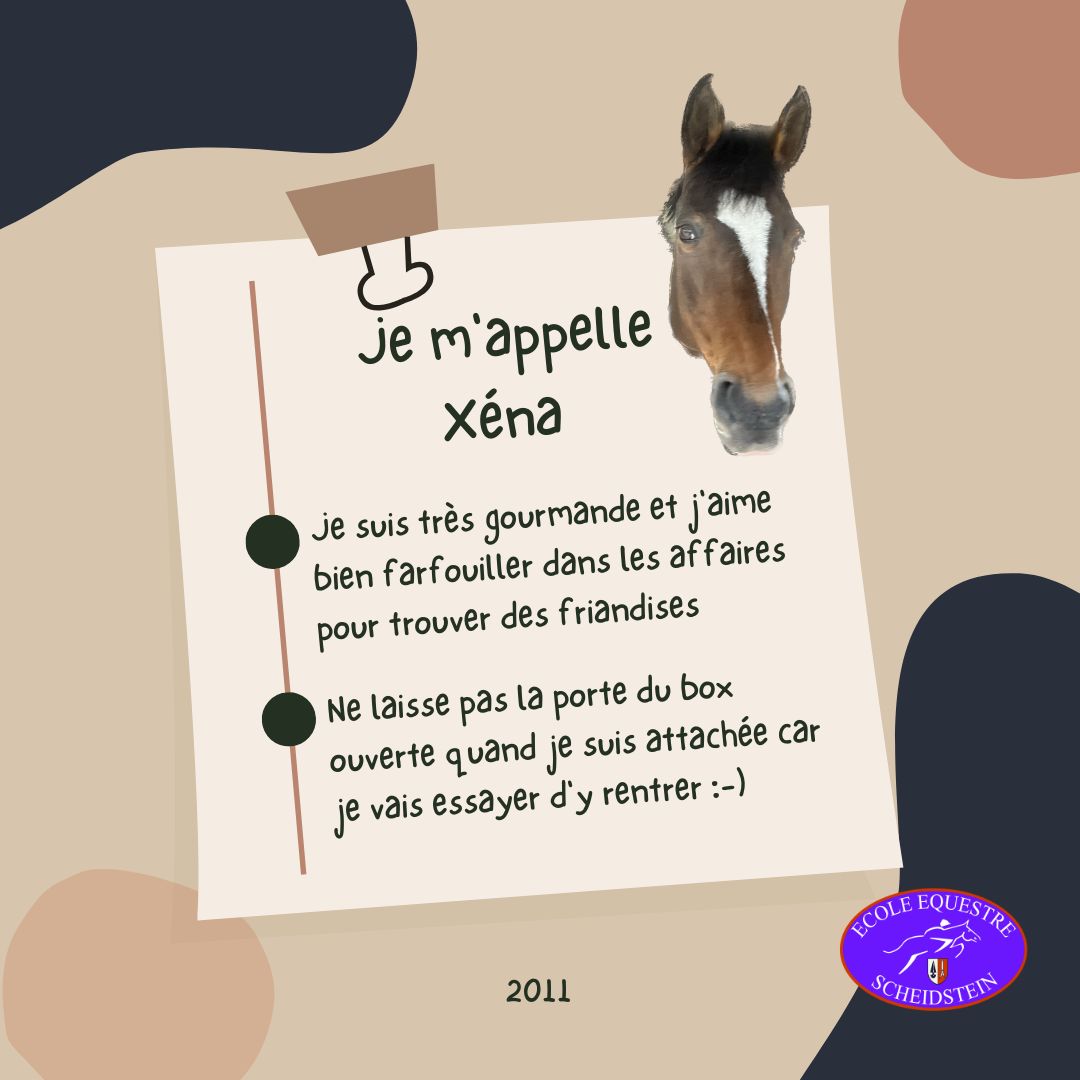 Xéna cavalerie cheval poney enfants ados adolescents adultes école équestre scheidstein centre équestre club STRASBOURG ILLKIRCH ESCHAU PLOBSHEIM GEISPOLSHEIM LINGOLSHEIM