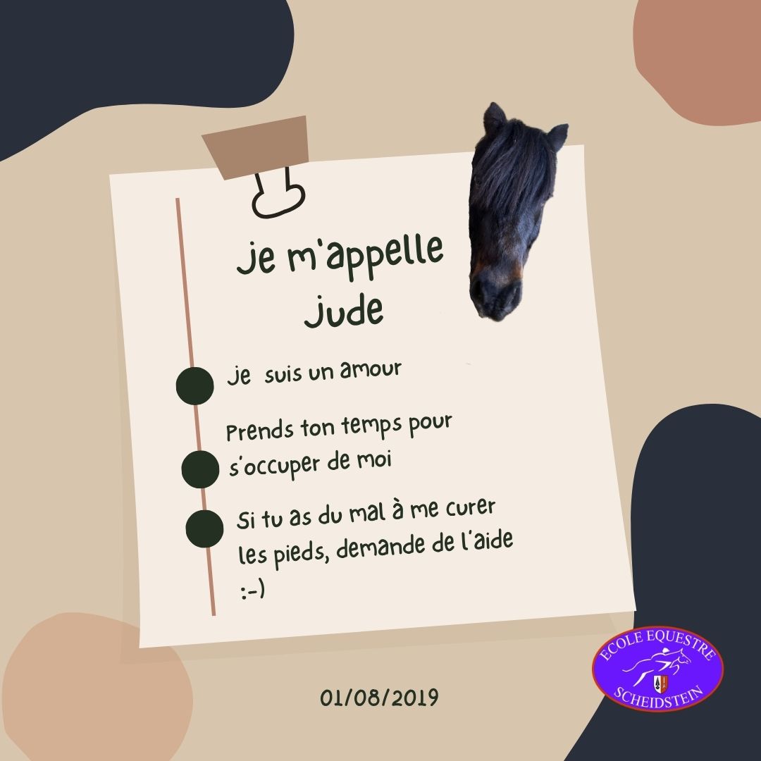 Jude cavalerie cheval poney enfants ados adolescents adultes école équestre scheidstein centre équestre club STRASBOURG ILLKIRCH ESCHAU PLOBSHEIM GEISPOLSHEIM LINGOLSHEIM