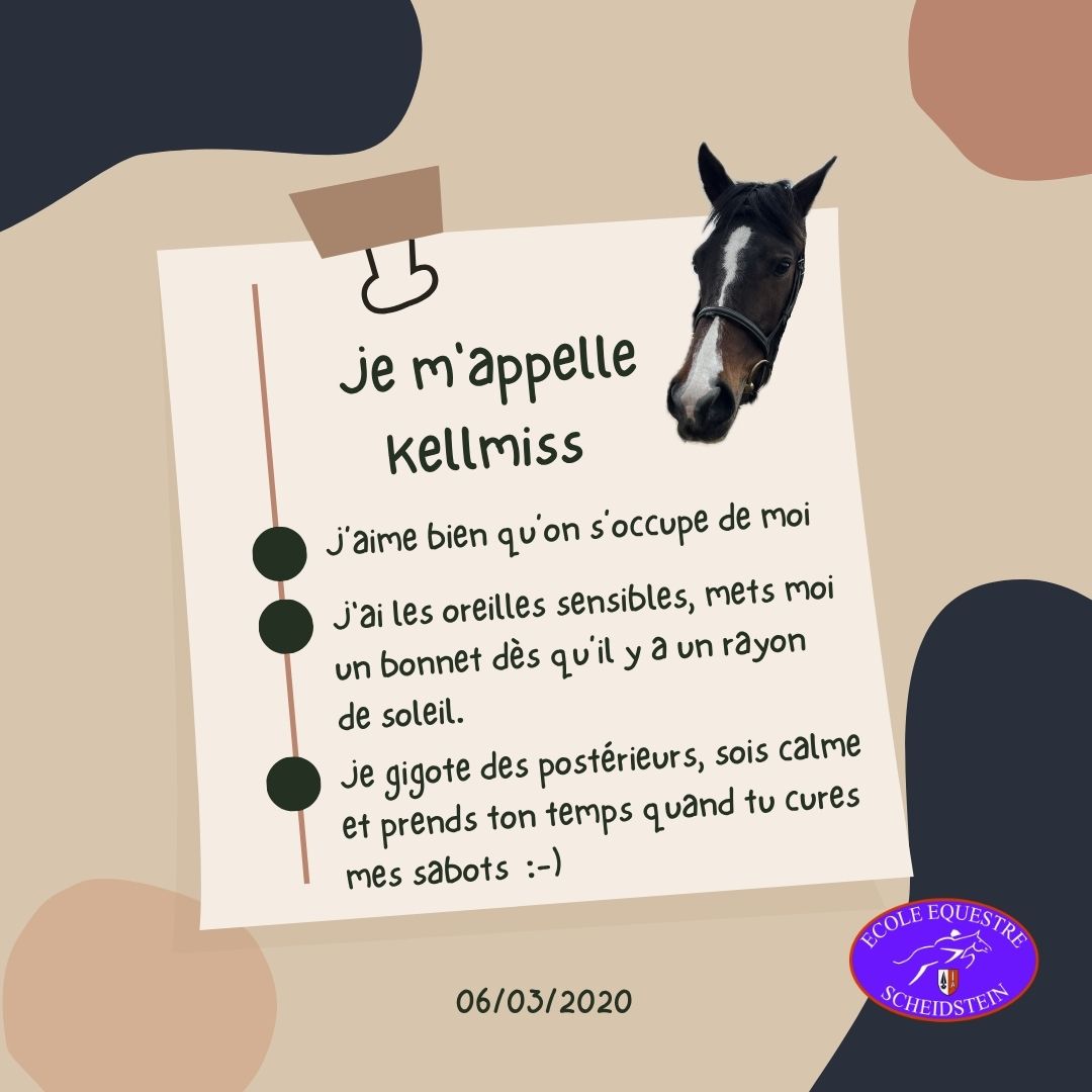 Kellmiss cavalerie cheval poney enfants ados adolescents adultes école équestre scheidstein centre équestre club STRASBOURG ILLKIRCH ESCHAU PLOBSHEIM GEISPOLSHEIM LINGOLSHEIM