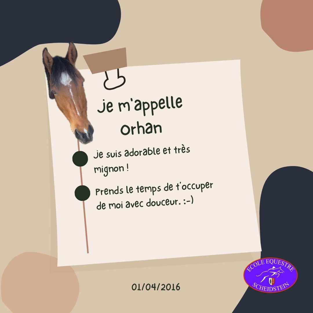 Orhan cavalerie cheval poney enfants ados adolescents adultes école équestre scheidstein centre équestre club STRASBOURG ILLKIRCH ESCHAU PLOBSHEIM GEISPOLSHEIM LINGOLSHEIM
