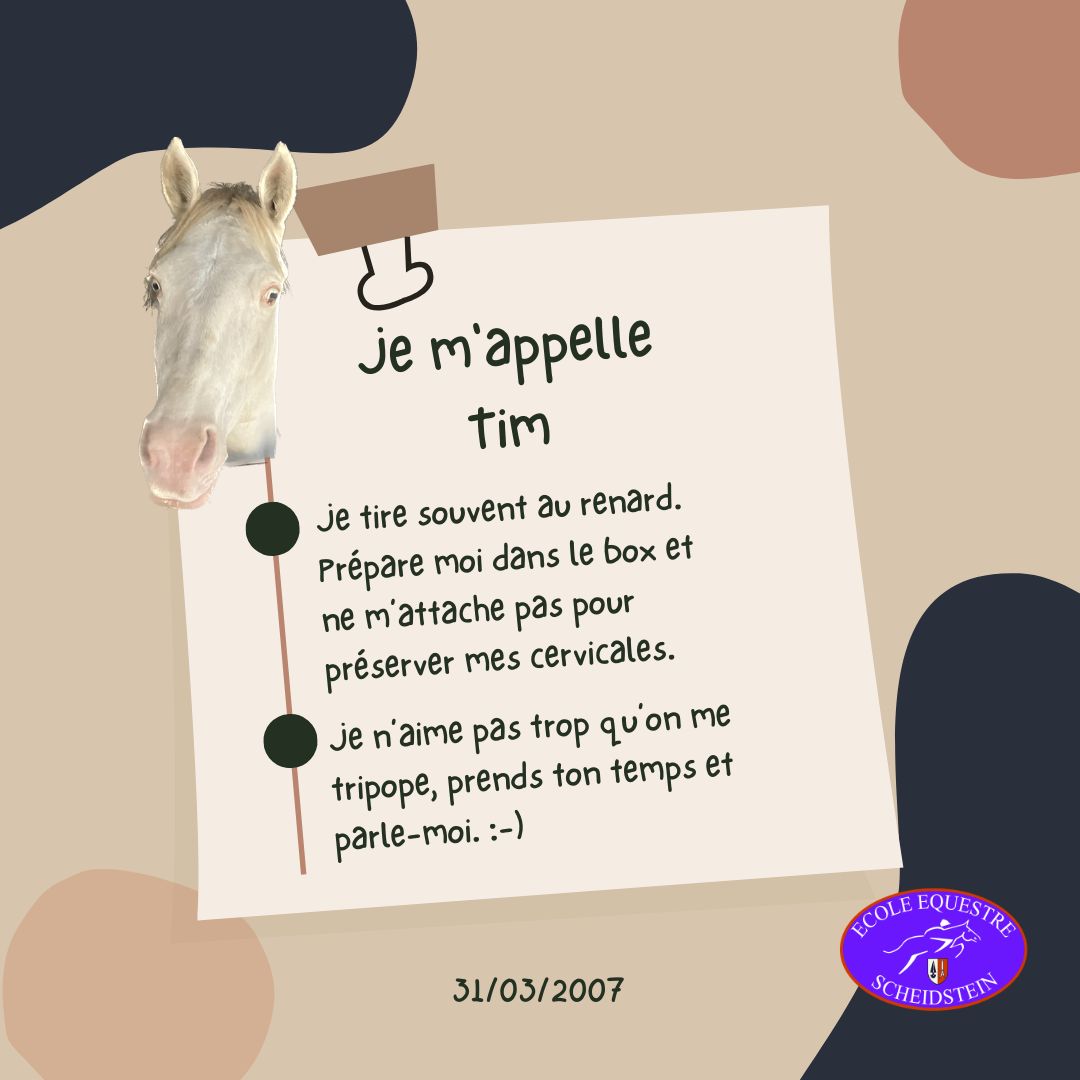 Tim cavalerie cheval poney enfants ados adolescents adultes école équestre scheidstein centre équestre club STRASBOURG ILLKIRCH ESCHAU PLOBSHEIM GEISPOLSHEIM LINGOLSHEIM