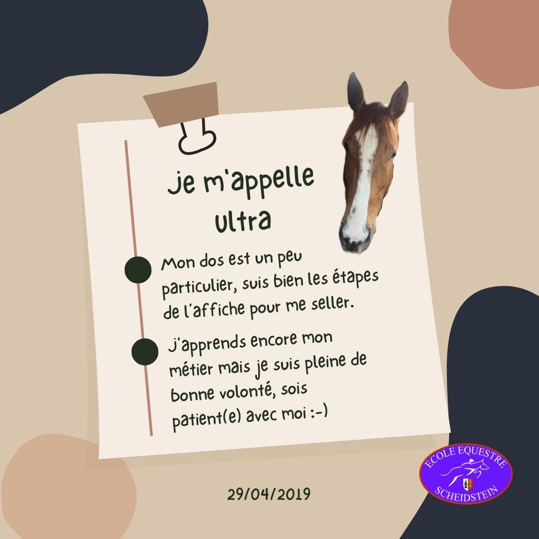 Ultra cavalerie cheval poney enfants ados adolescents adultes école équestre scheidstein centre équestre club STRASBOURG ILLKIRCH ESCHAU PLOBSHEIM GEISPOLSHEIM LINGOLSHEIM