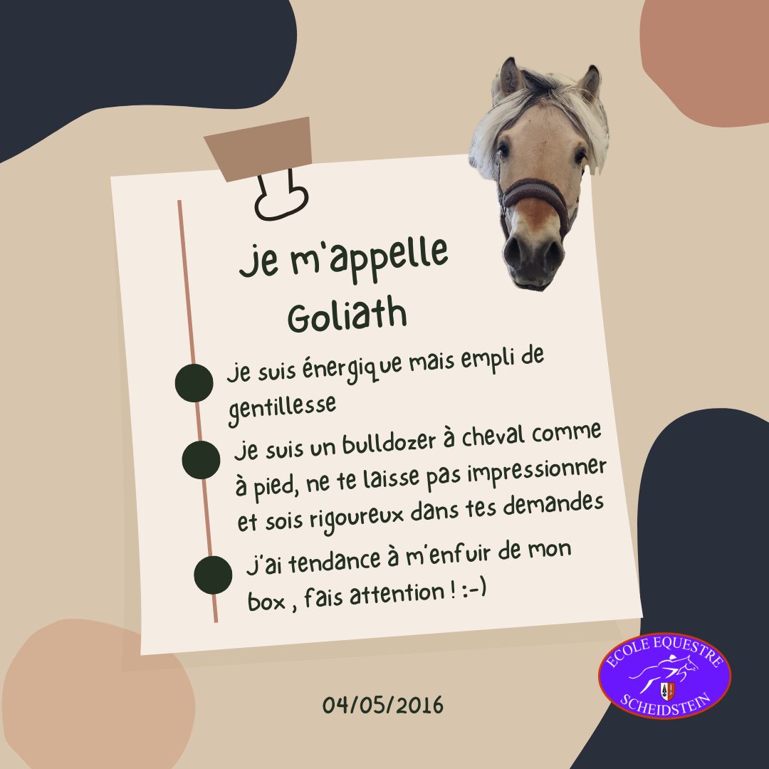 Goliath cavalerie cheval poney enfants ados adolescents adultes école équestre scheidstein centre équestre club STRASBOURG ILLKIRCH ESCHAU PLOBSHEIM GEISPOLSHEIM LINGOLSHEIM